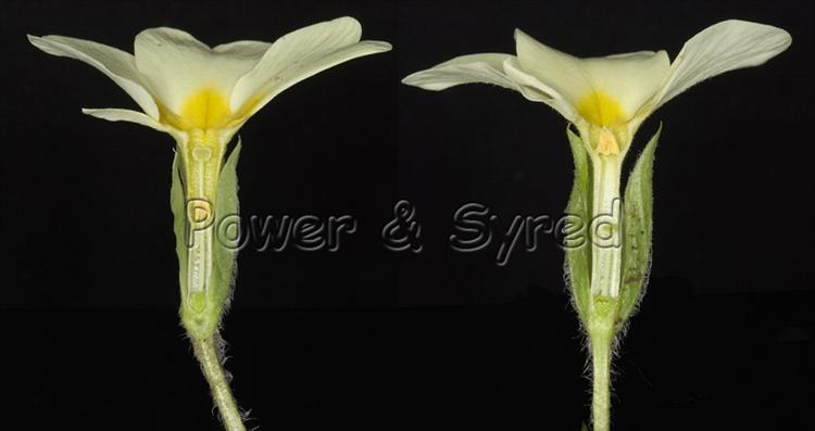 پامچال انگلیسی